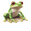 Grenouilles Grenouilles