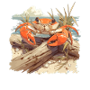 Crabe Crabe