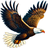 Eagle