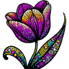 Tulipe