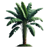 Banana palm