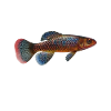 Killifisch Aquarium Fish Lovers