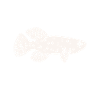 Killifisch Aquarium Fish Lovers
