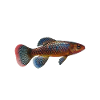 Killifisch Aquarium Amateurs de poissons