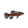 Killifisch Aquarium Fish Lovers