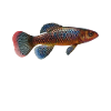 Killifisch Aquarium Amateurs de poissons