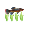 Killifisch Aquarium Amateurs de poissons