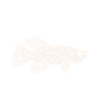 Killifisch Aquarium Fish Lovers