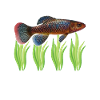 Killifisch Aquarium Fish Lovers