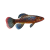 Killifisch Aquarium Fish Lovers