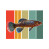 Killifisch Aquarium Fish Lovers