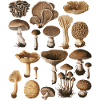 Fungi Collection Mushroom Variety Design