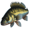 Zander Pêche Pêche aux carnassiers
