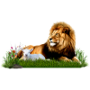 Lion and lamb in grass meadow