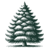 Traditional Christmas tree illustration