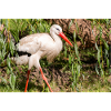 Weißstorch oder Klapperstorch