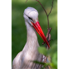 Weißstorch oder Klapperstorch