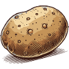 Pomme de terre