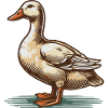 Duck