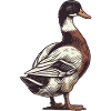 Canard