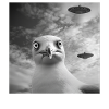 Möwe