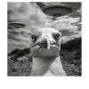 Möwe