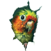 Sittiche