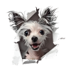 Chinesischer Schopfhund