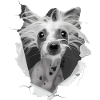 Chinesischer Schopfhund