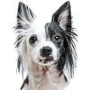 Chinesischer Schopfhund