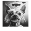 Chinesischer Schopfhund