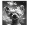 Chinesischer Schopfhund