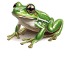 Grenouilles Grenouilles