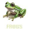 Grenouilles Grenouilles