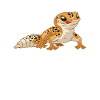 Beste Gecko-Mutter aller Zeiten Leopard-Eidechse