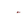 African Grey Parrot Love