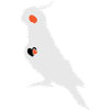 Cockatiel heart
