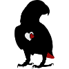 African grey parrot heart