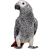 African grey parrot