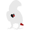 African grey parrot