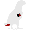 African Grey Parrot Love