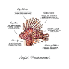 Poisson-lion / Rotfeuerfisch Illustration