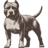 American Pitbull Terrier