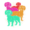 Dachshund