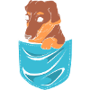 Dachshund