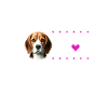 I love my Beagle