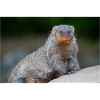 Banded Mongoose Zebra Mongoose Zebramanguste