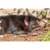 Tasmanian Devil (in german Beutelteufel)