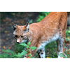 Eurasischer Luchs oder Nördlicher Luchs