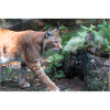 Eurasischer Luchs oder Nördlicher Luchs